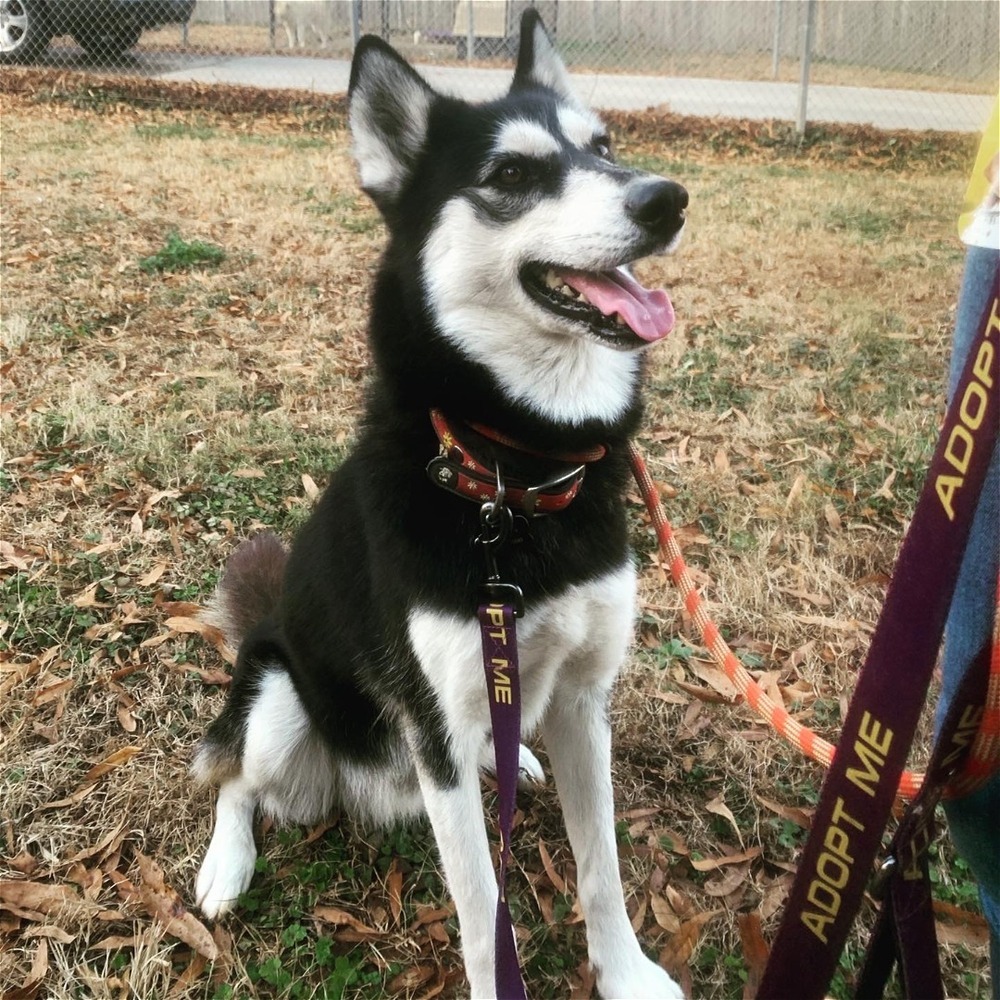 Andromache, aka Andie, an adoptable Siberian Husky in Snow Camp, NC, 27349 | Photo Image 2