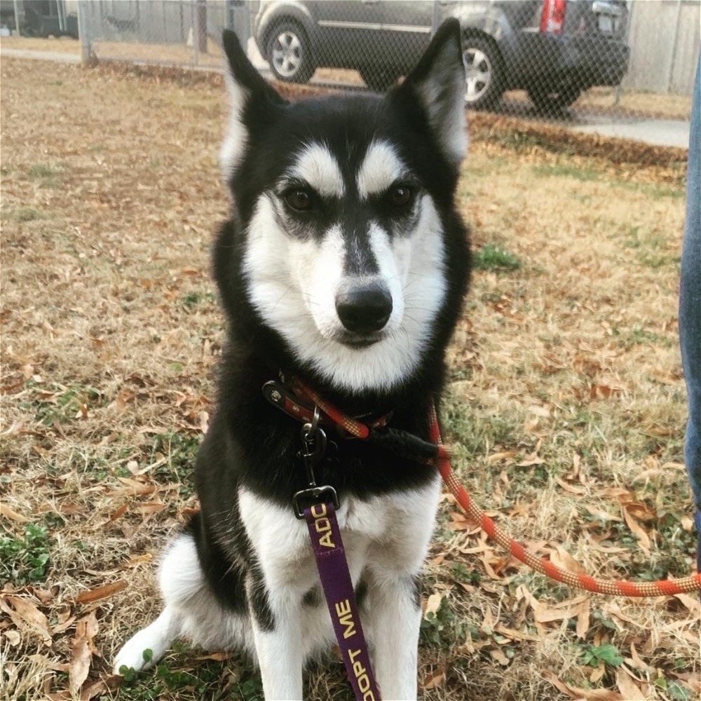 Andromache, aka Andie, an adoptable Siberian Husky in Snow Camp, NC, 27349 | Photo Image 3