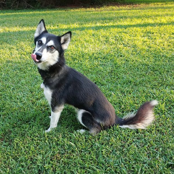 Andromache, aka Andie, an adoptable Siberian Husky in Snow Camp, NC, 27349 | Photo Image 4