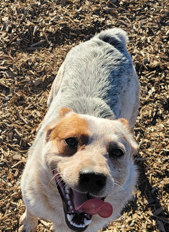 Sushi, an adoptable Australian Cattle Dog / Blue Heeler Mix in Madras, OR_image-1