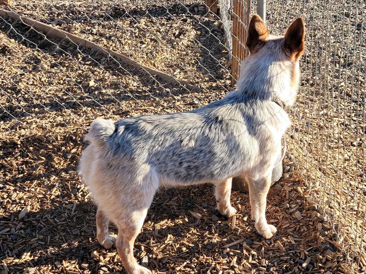 Sushi, an adoptable Australian Cattle Dog / Blue Heeler Mix in Madras, OR_image-5