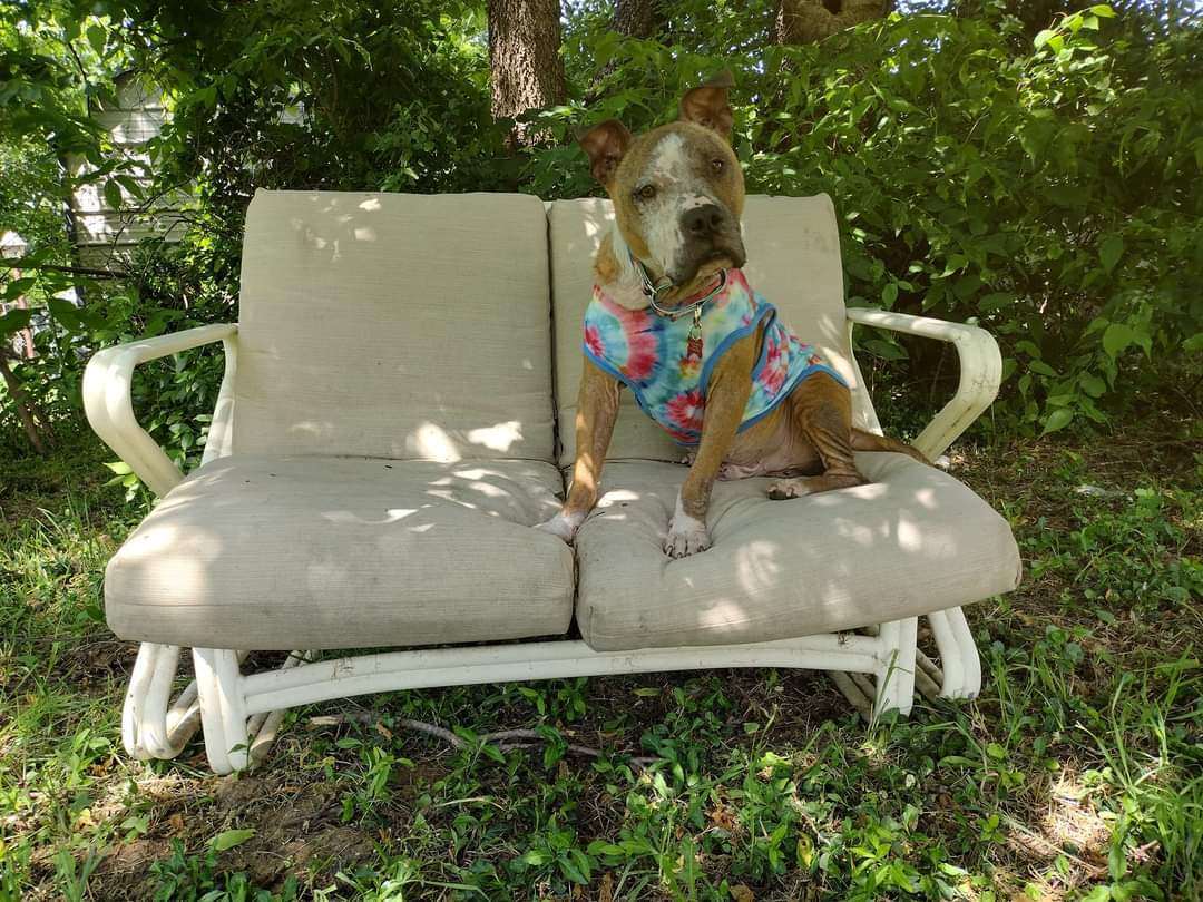 PIGLET, an adoptable Pit Bull Terrier in TULSA, OK, 74128 | Photo Image 1
