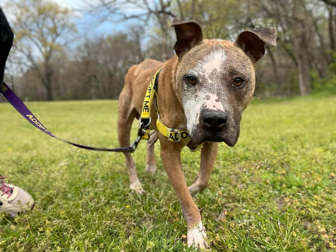 PIGLET, an adoptable Pit Bull Terrier in TULSA, OK, 74128 | Photo Image 2