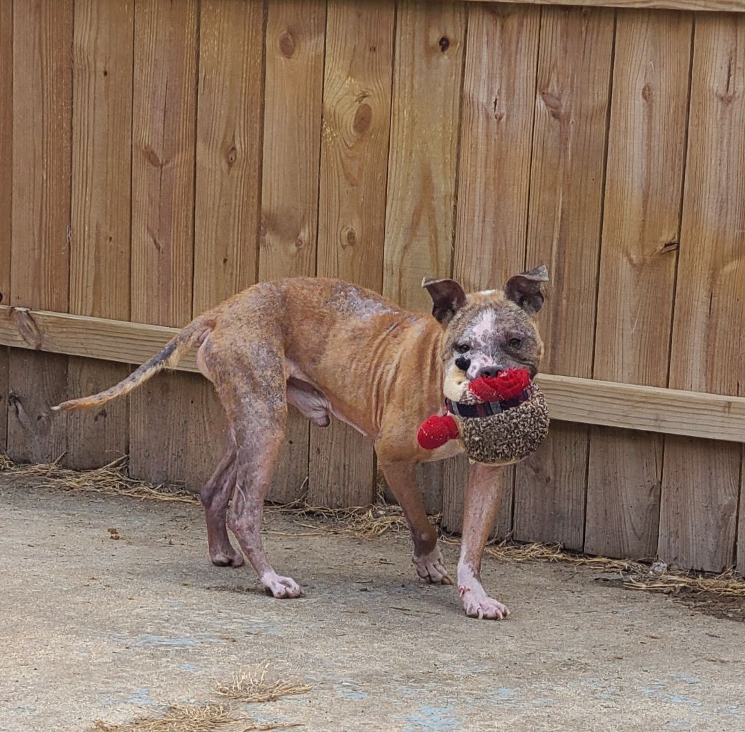 PIGLET, an adoptable Pit Bull Terrier in TULSA, OK, 74128 | Photo Image 3