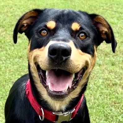 Rottweiler swiss store mountain dog mix