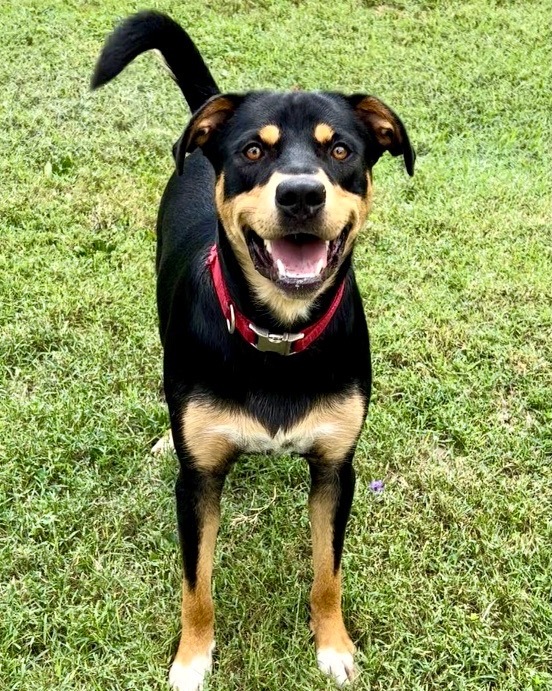 Rottweiler swiss sale mountain dog mix