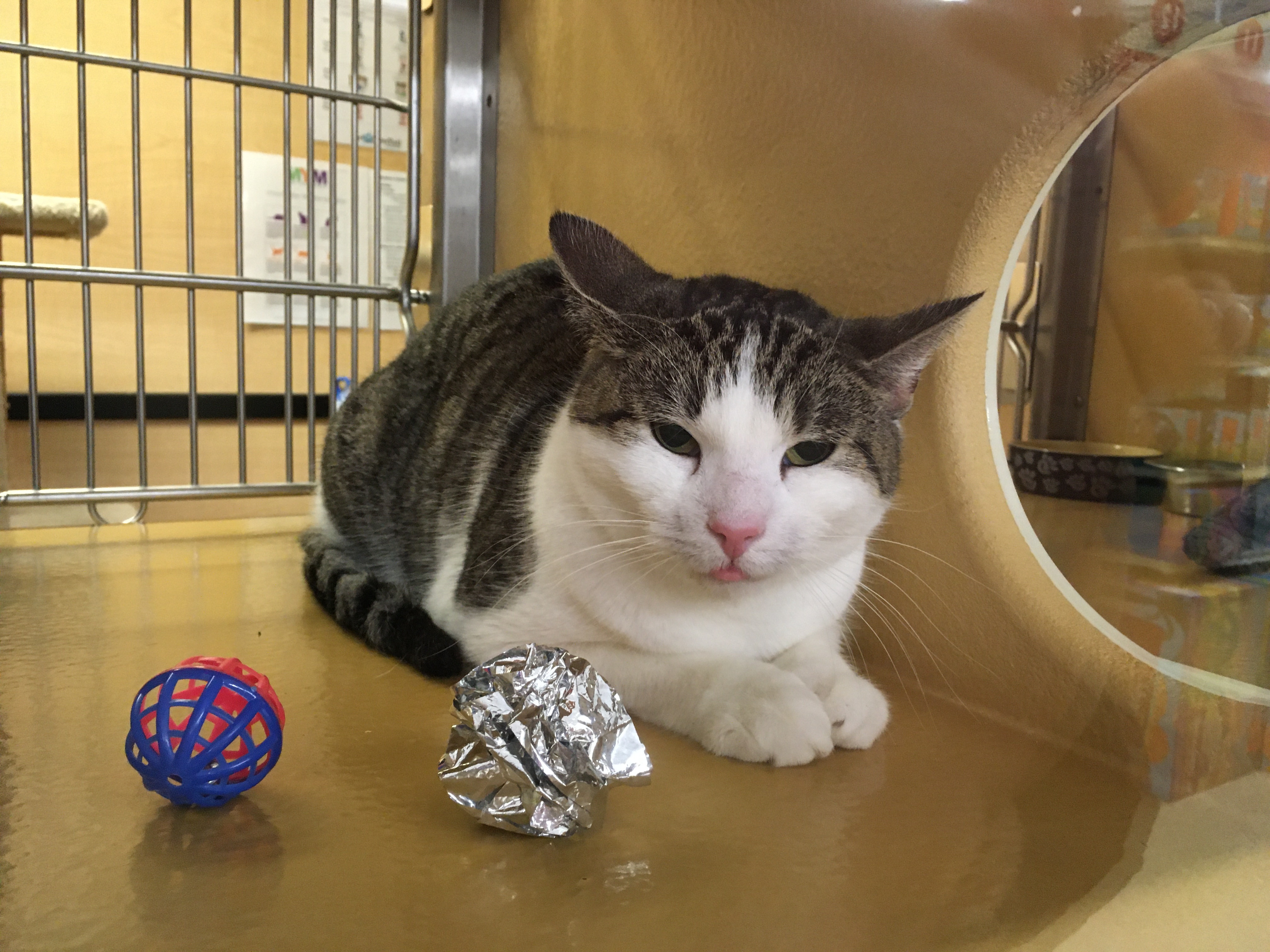 Cleo, an adoptable Domestic Short Hair in Cambridge, MA, 02142 | Photo Image 2