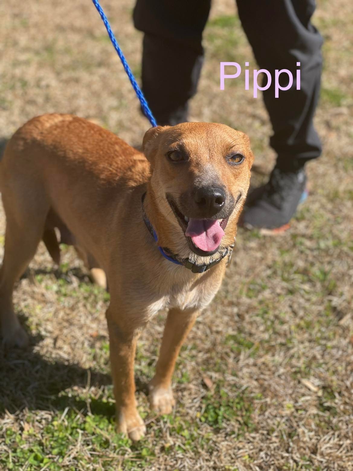 PIPPI