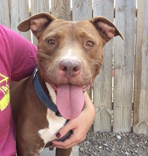 M'lynn, an adoptable Pit Bull Terrier in Hastings, NE, 68901 | Photo Image 1