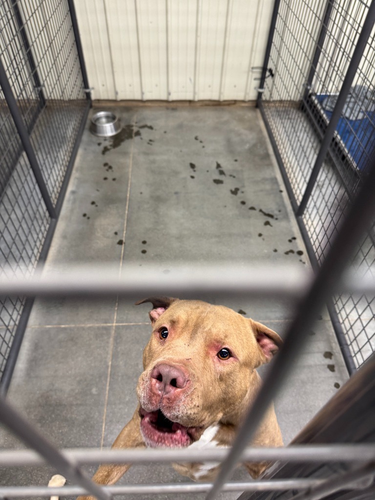 M'lynn, an adoptable Pit Bull Terrier in Hastings, NE, 68901 | Photo Image 2