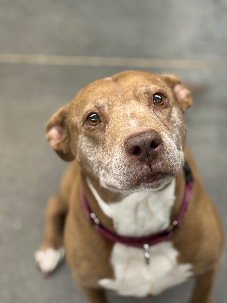 M'lynn, an adoptable Pit Bull Terrier in Hastings, NE, 68901 | Photo Image 2