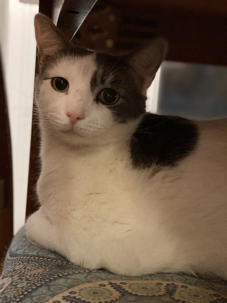 Floyd, an adoptable Domestic Short Hair, Tabby in Panama City Beach, FL, 32408 | Photo Image 1