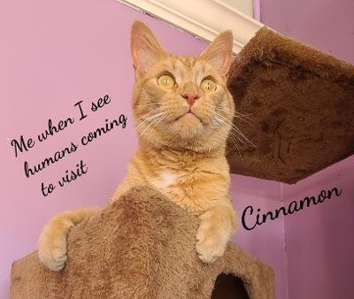 Cinnamon, an adoptable Domestic Short Hair in Naugatuck, CT, 06770 | Photo Image 2