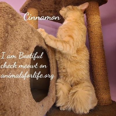 Cinnamon, an adoptable Domestic Short Hair in Naugatuck, CT, 06770 | Photo Image 3