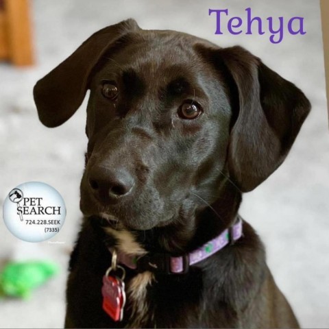 Tehya, an adoptable Hound, Pointer in Washington, PA, 15301 | Photo Image 2