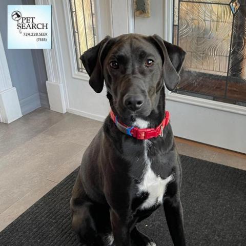 Tehya, an adoptable Hound, Pointer in Washington, PA, 15301 | Photo Image 3