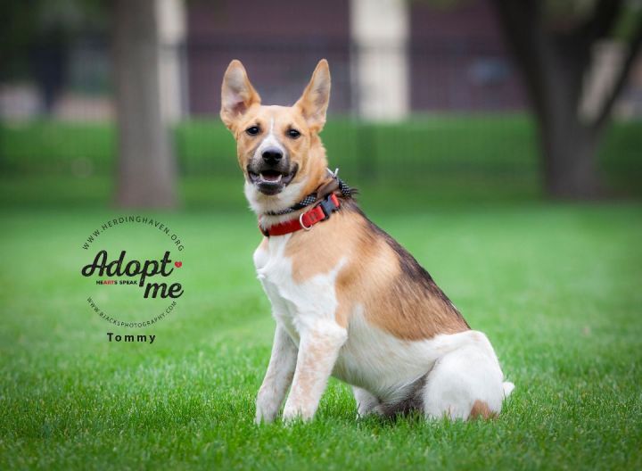 Dog for adoption - Tommy, an Australian Cattle Dog / Blue Heeler