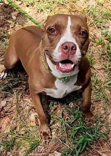 Colleen, an adoptable Pit Bull Terrier in The Woodlands, TX, 77393 | Photo Image 1