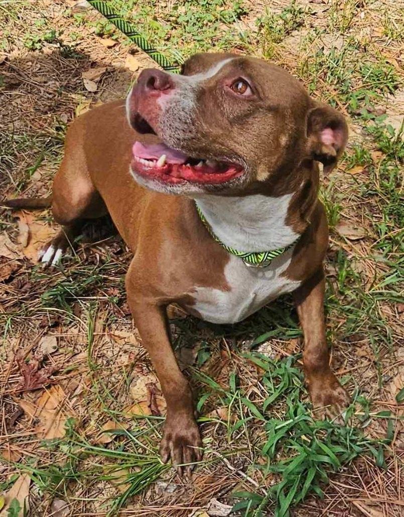Colleen, an adoptable Pit Bull Terrier in The Woodlands, TX, 77393 | Photo Image 2