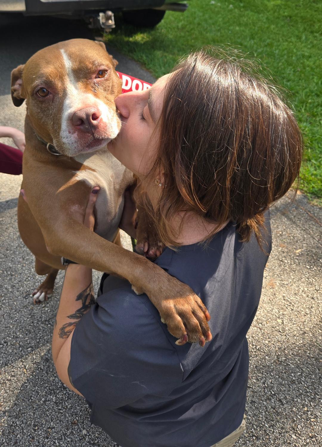 Colleen, an adoptable Pit Bull Terrier in The Woodlands, TX, 77393 | Photo Image 2