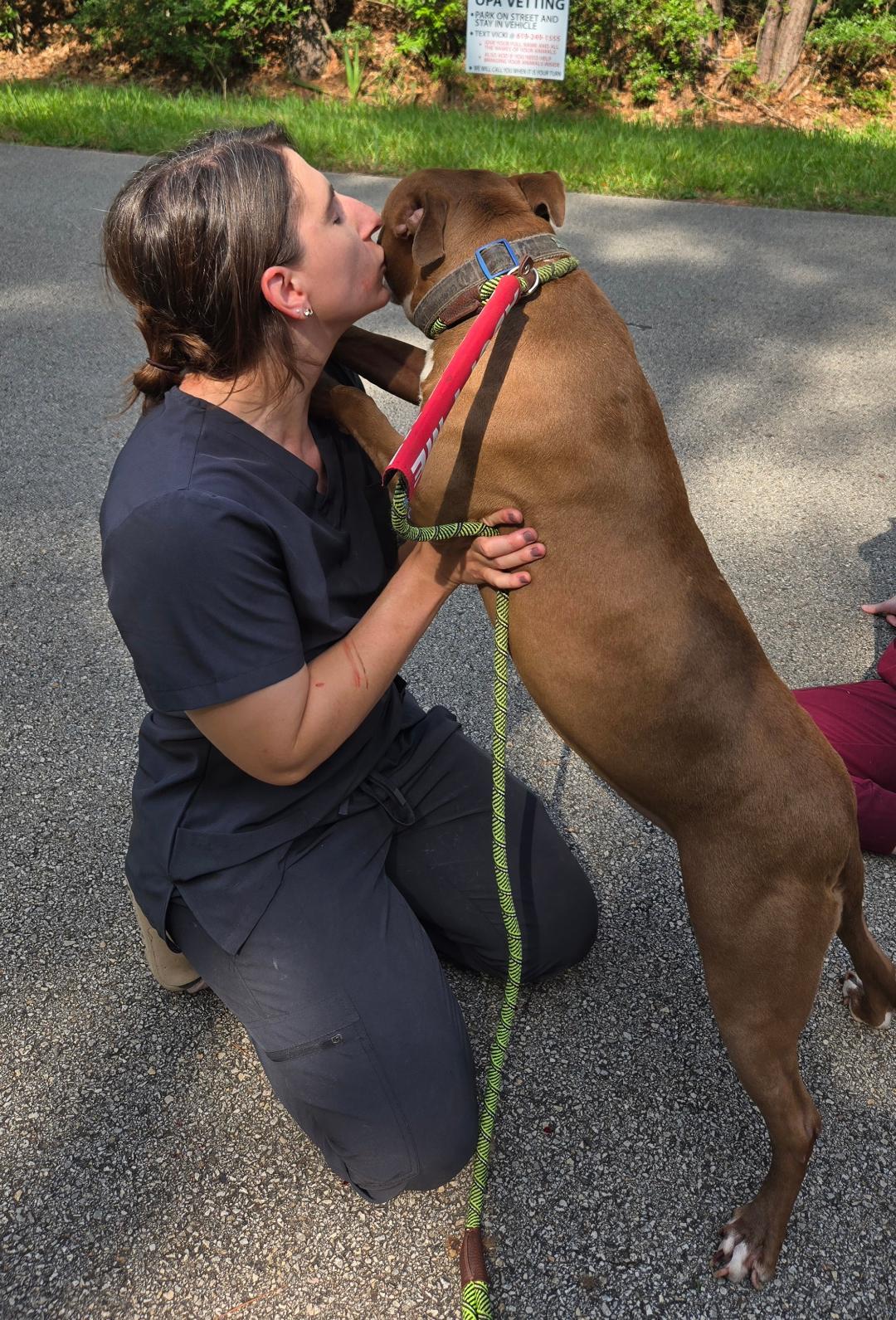 Colleen, an adoptable Pit Bull Terrier in The Woodlands, TX, 77393 | Photo Image 3