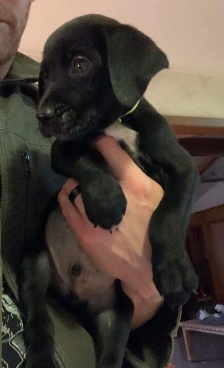 black lab springer spaniel mix puppies