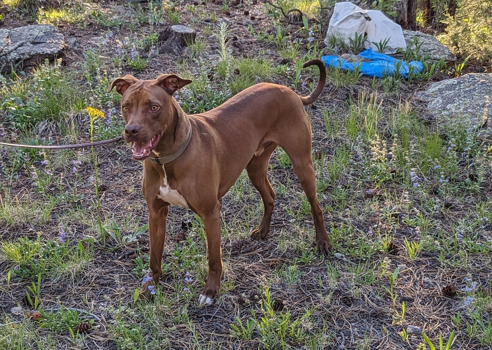 Rufus * Professional Training Graduate