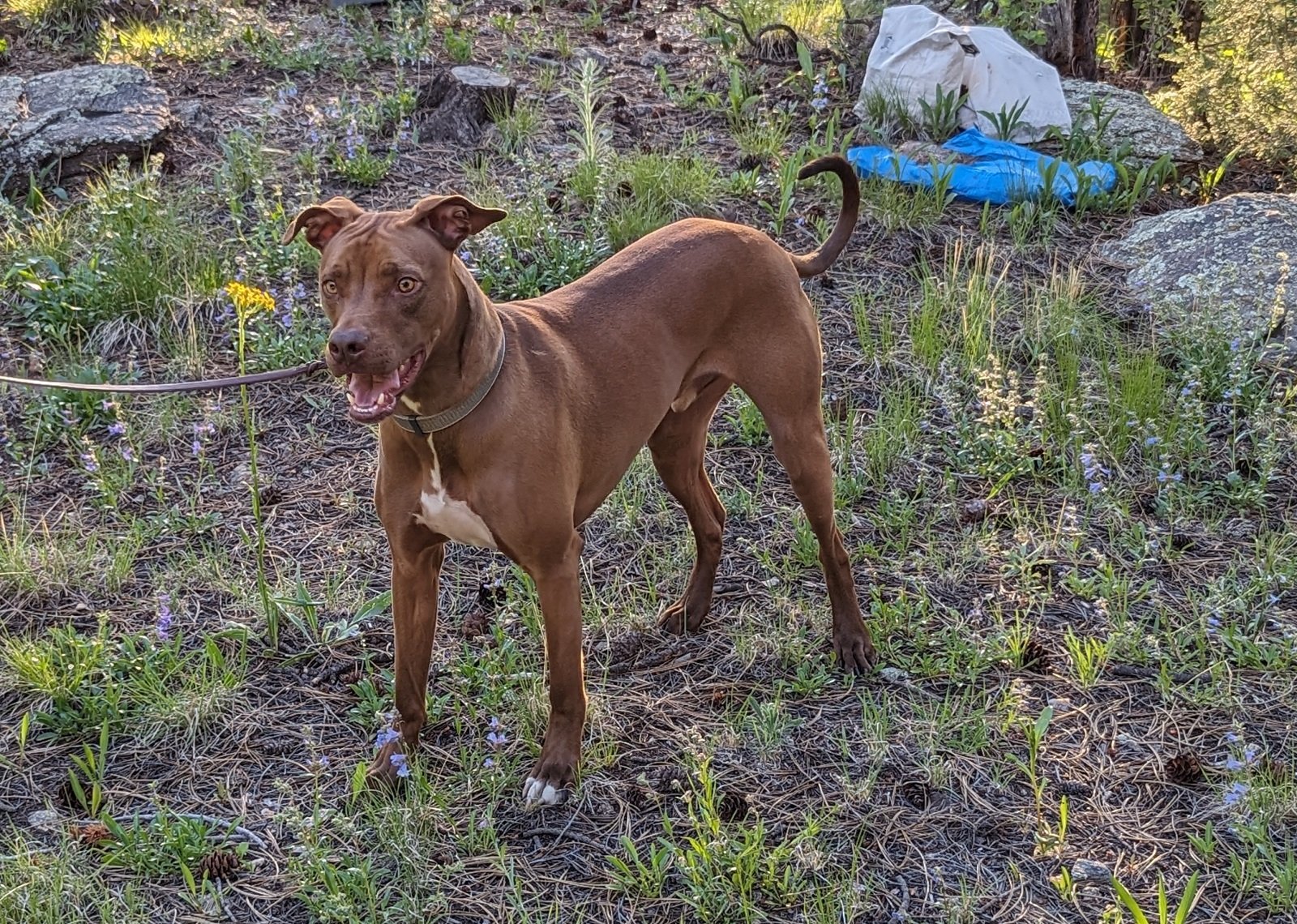 Rufus, an adoptable Vizsla, Labrador Retriever in Evergreen, CO, 80437 | Photo Image 1