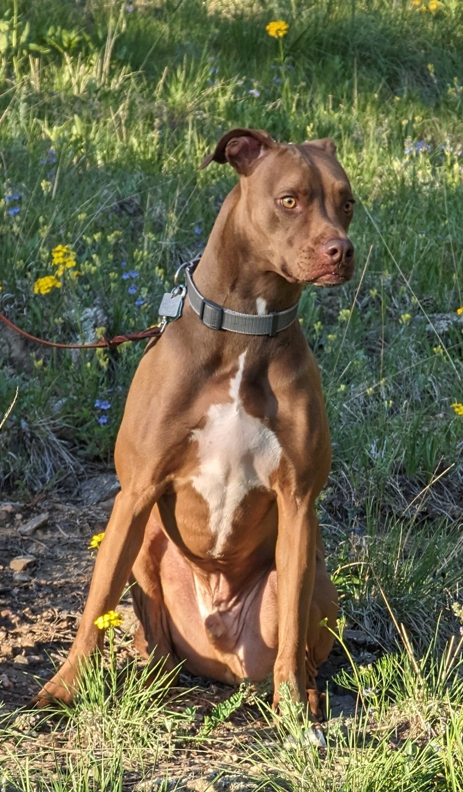 Rufus, an adoptable Vizsla, Labrador Retriever in Evergreen, CO, 80437 | Photo Image 3