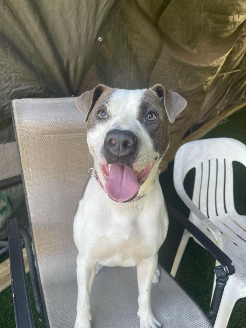 Mitzy, an adoptable American Bulldog in Groton, CT, 06340 | Photo Image 2