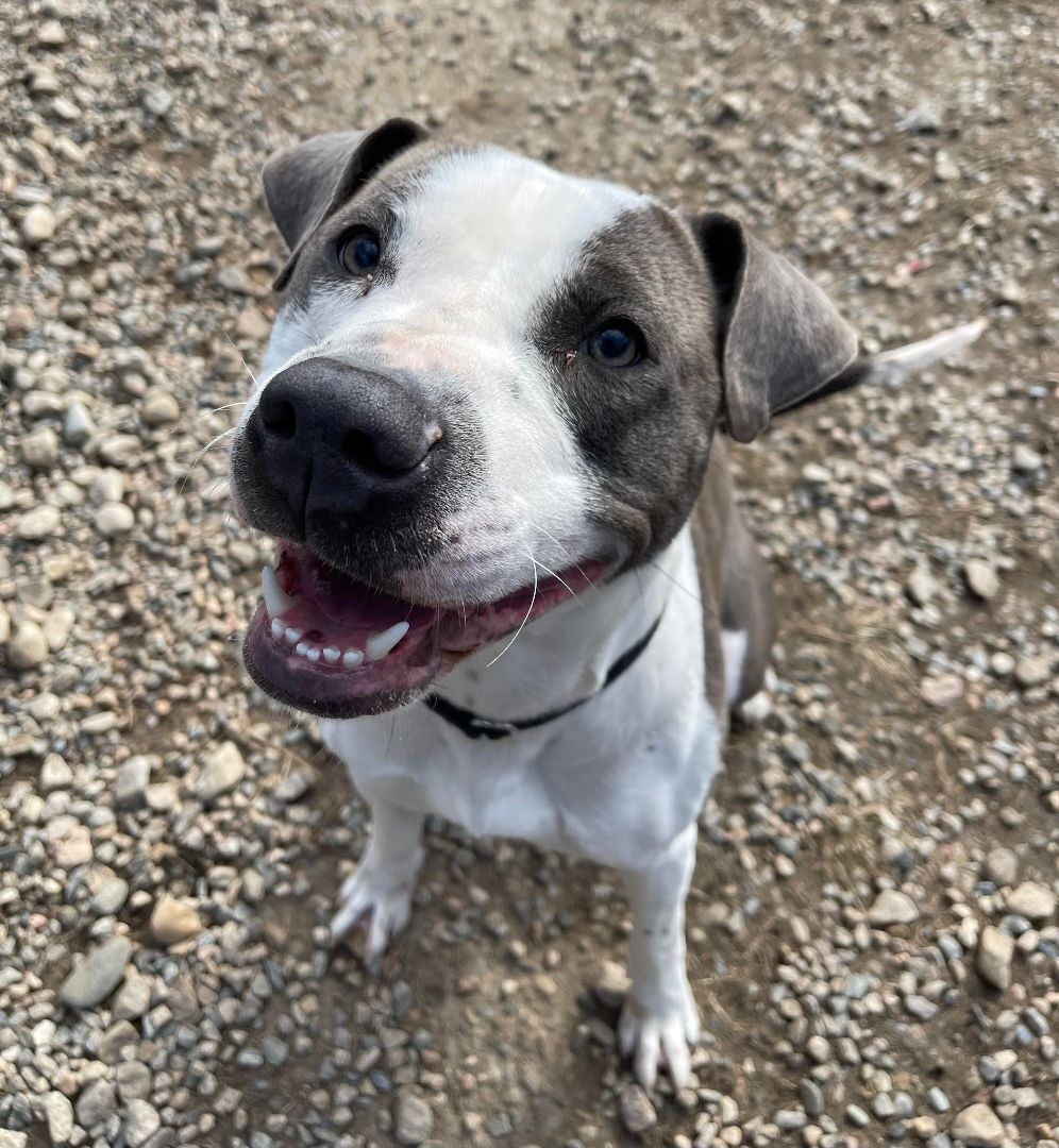 Mitzy, an adoptable American Bulldog in Groton, CT, 06340 | Photo Image 3