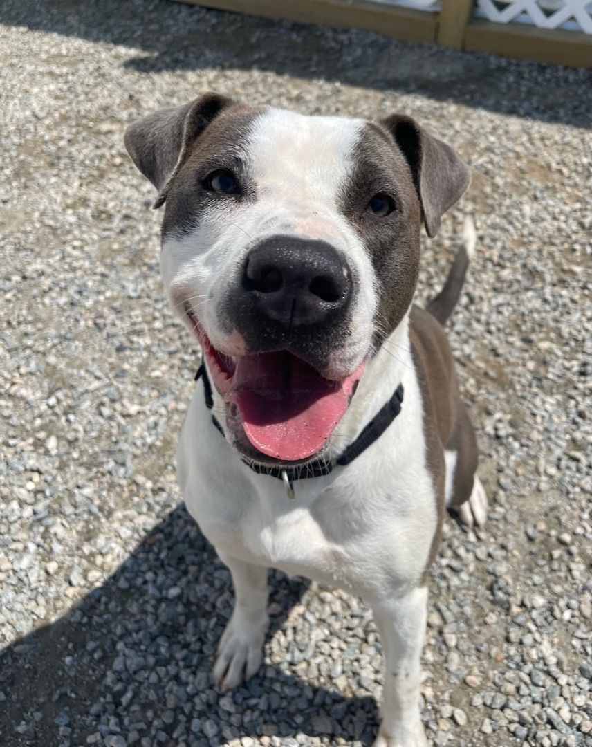 Mitzy, an adoptable American Bulldog in Groton, CT, 06340 | Photo Image 1
