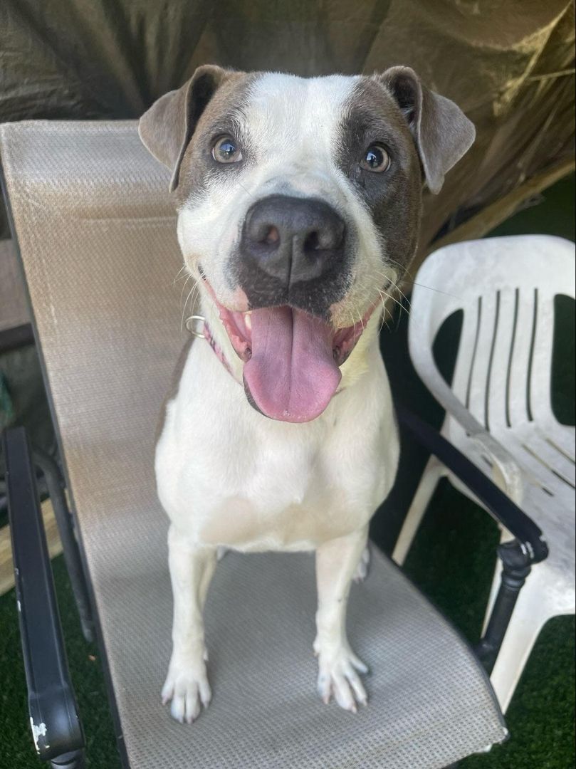 Mitzy, an adoptable American Bulldog in Groton, CT, 06340 | Photo Image 4