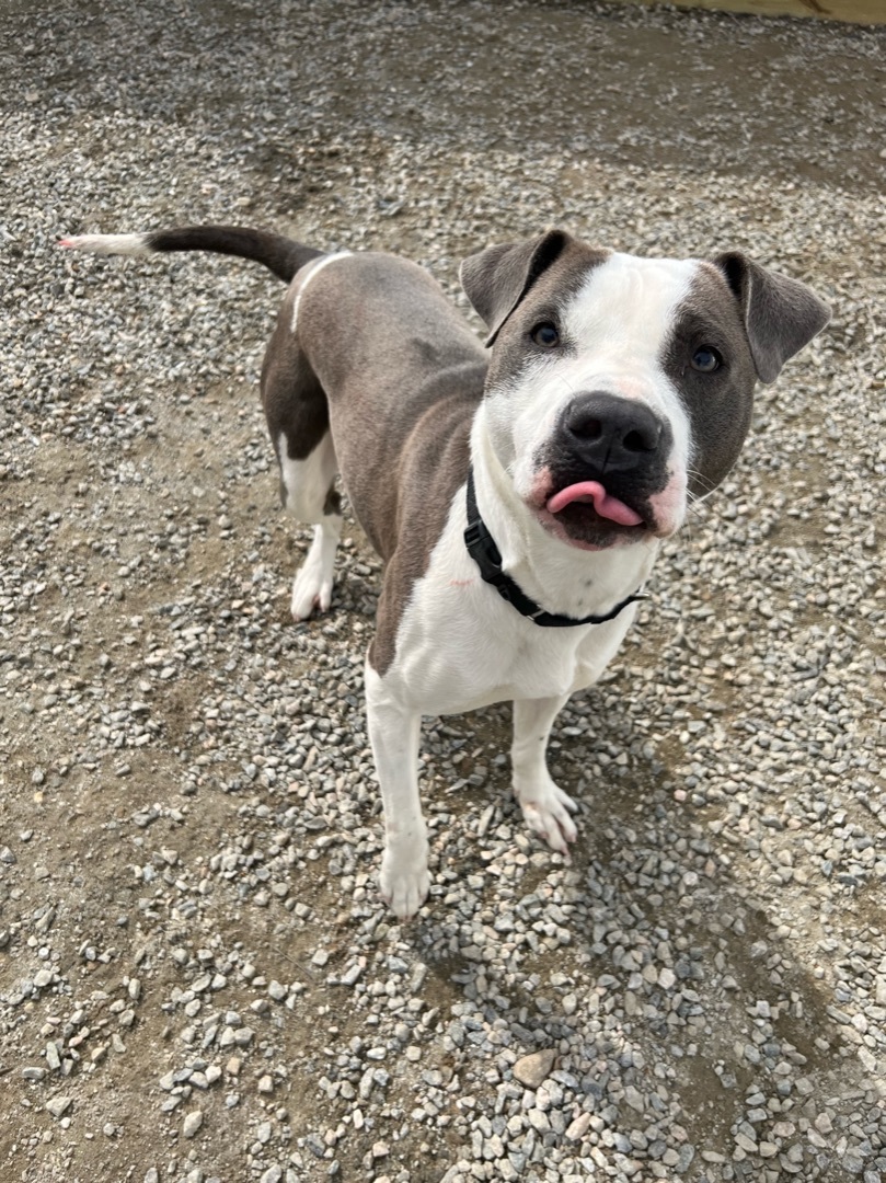Mitzy, an adoptable American Bulldog in Groton, CT, 06340 | Photo Image 5