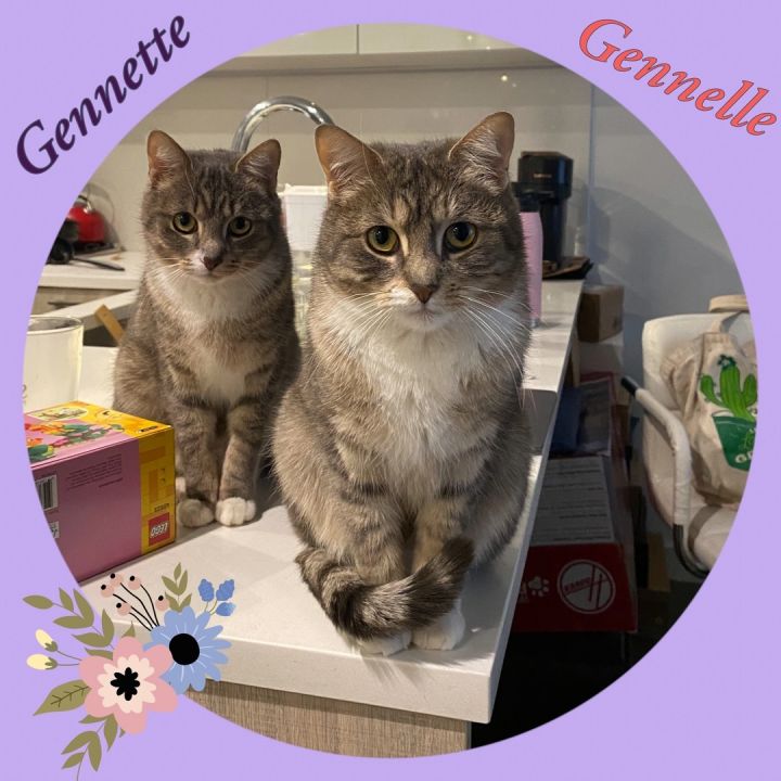 Gennette and Gennelle, an adopted Domestic Short Hair in Port Chester, NY_image-1