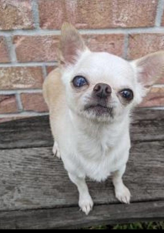 Miko, an adopted Chihuahua in Spring, TX_image-3