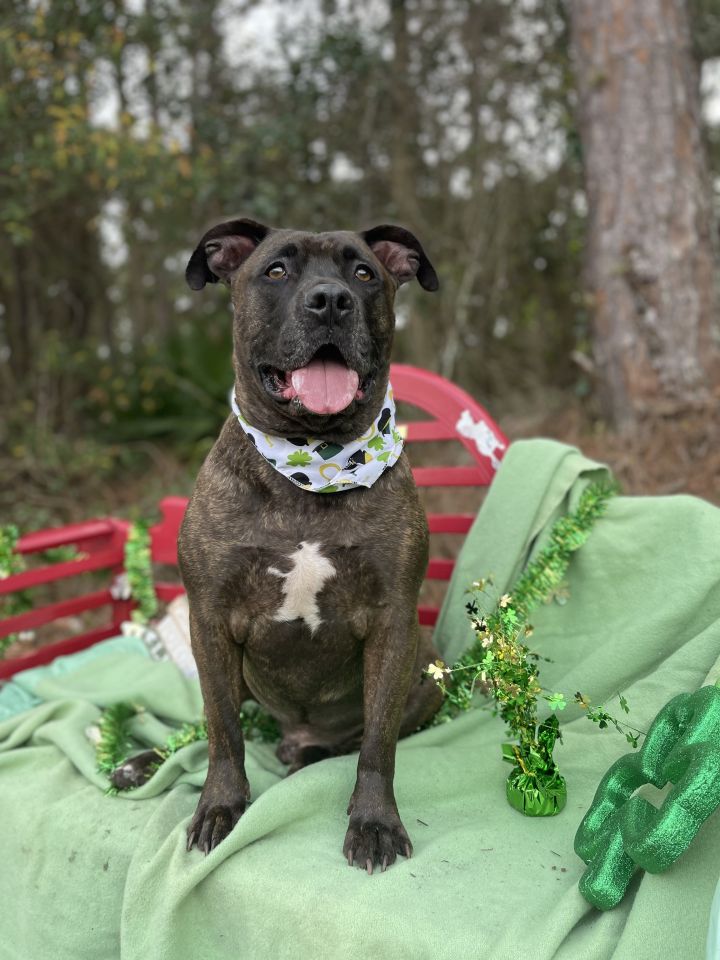 Dog for adoption - Prince, an American Terrier & Presa Canario Mix in Sebring, FL | Petfinder
