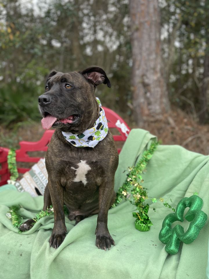 Dog for adoption - Prince, an American Terrier & Presa Canario Mix in Sebring, FL | Petfinder