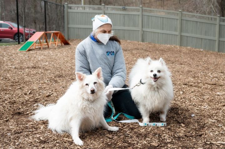 Alana and Tina - Foster to Adopt*, an adopted American Eskimo Dog Mix in Briarcliff Manor, NY_image-1