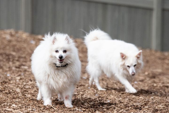 Alana and Tina - Foster to Adopt*, an adopted American Eskimo Dog Mix in Briarcliff Manor, NY_image-4