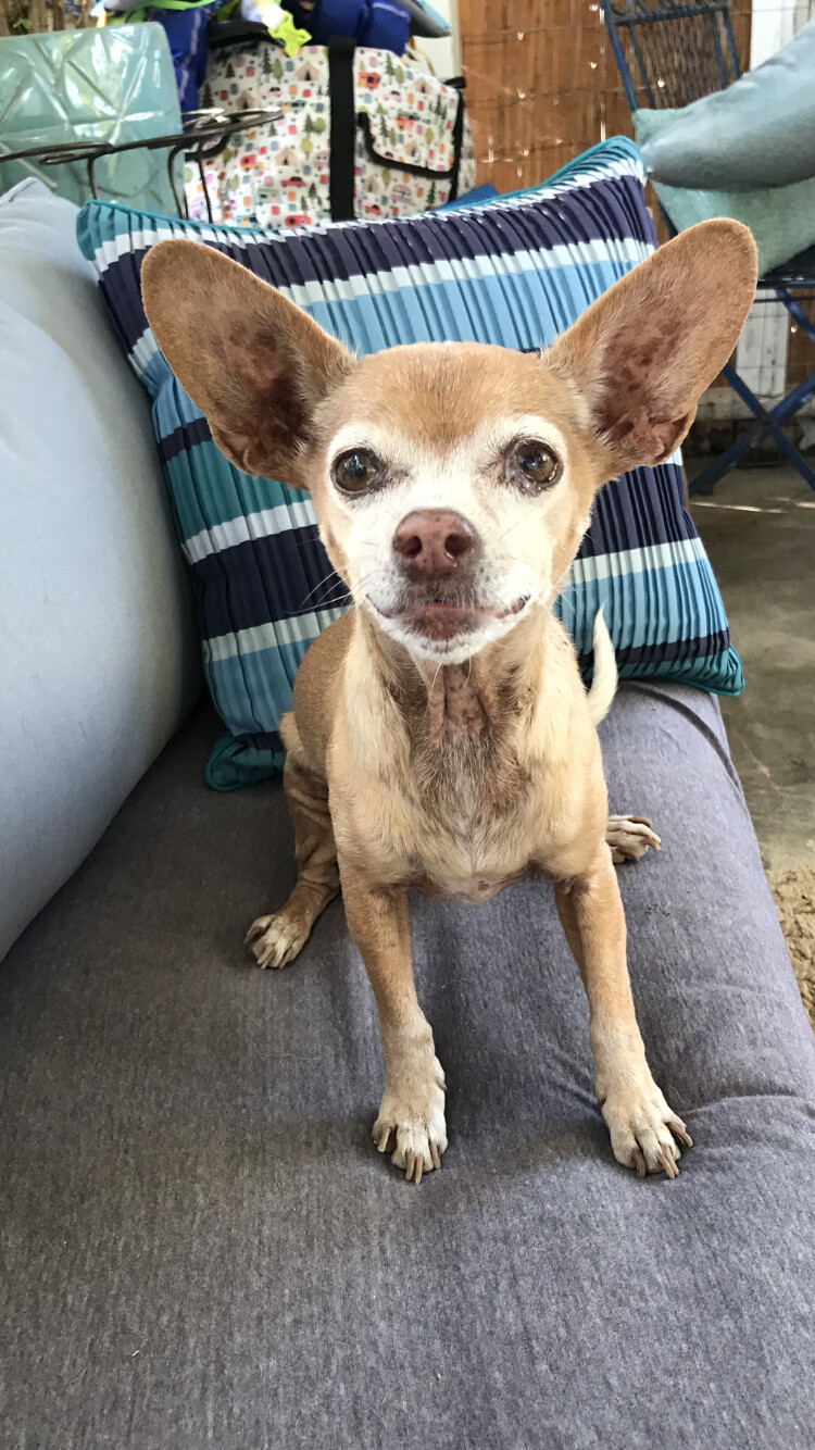 Benny - big heart in tiny body!, an adoptable Chihuahua in San Francisco, CA, 94110 | Photo Image 1