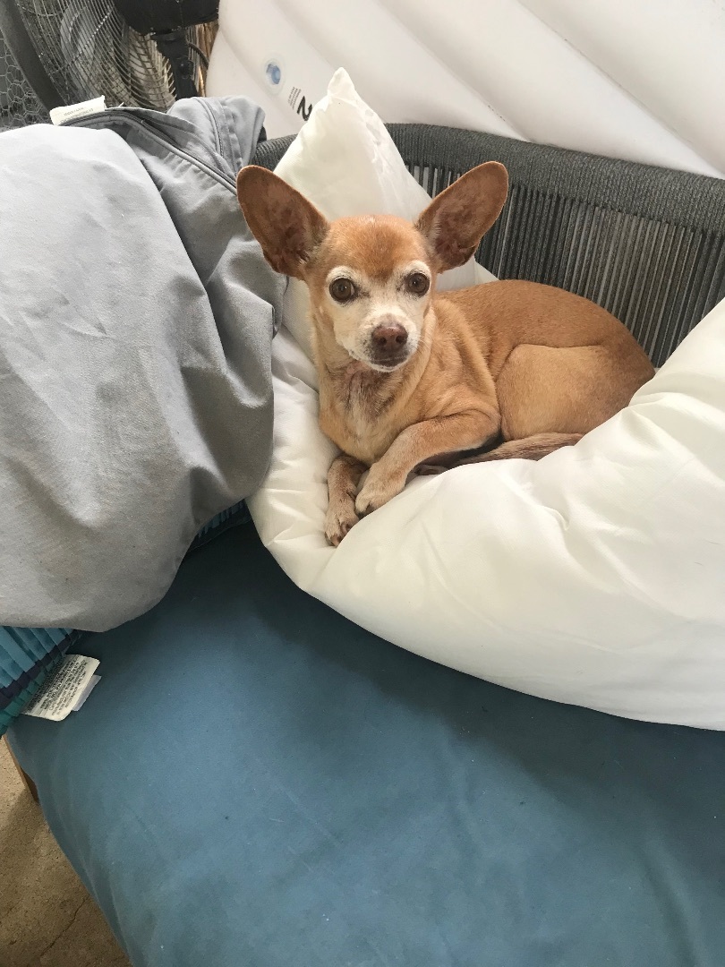 Benny - big heart in tiny body!, an adoptable Chihuahua in San Francisco, CA, 94110 | Photo Image 4