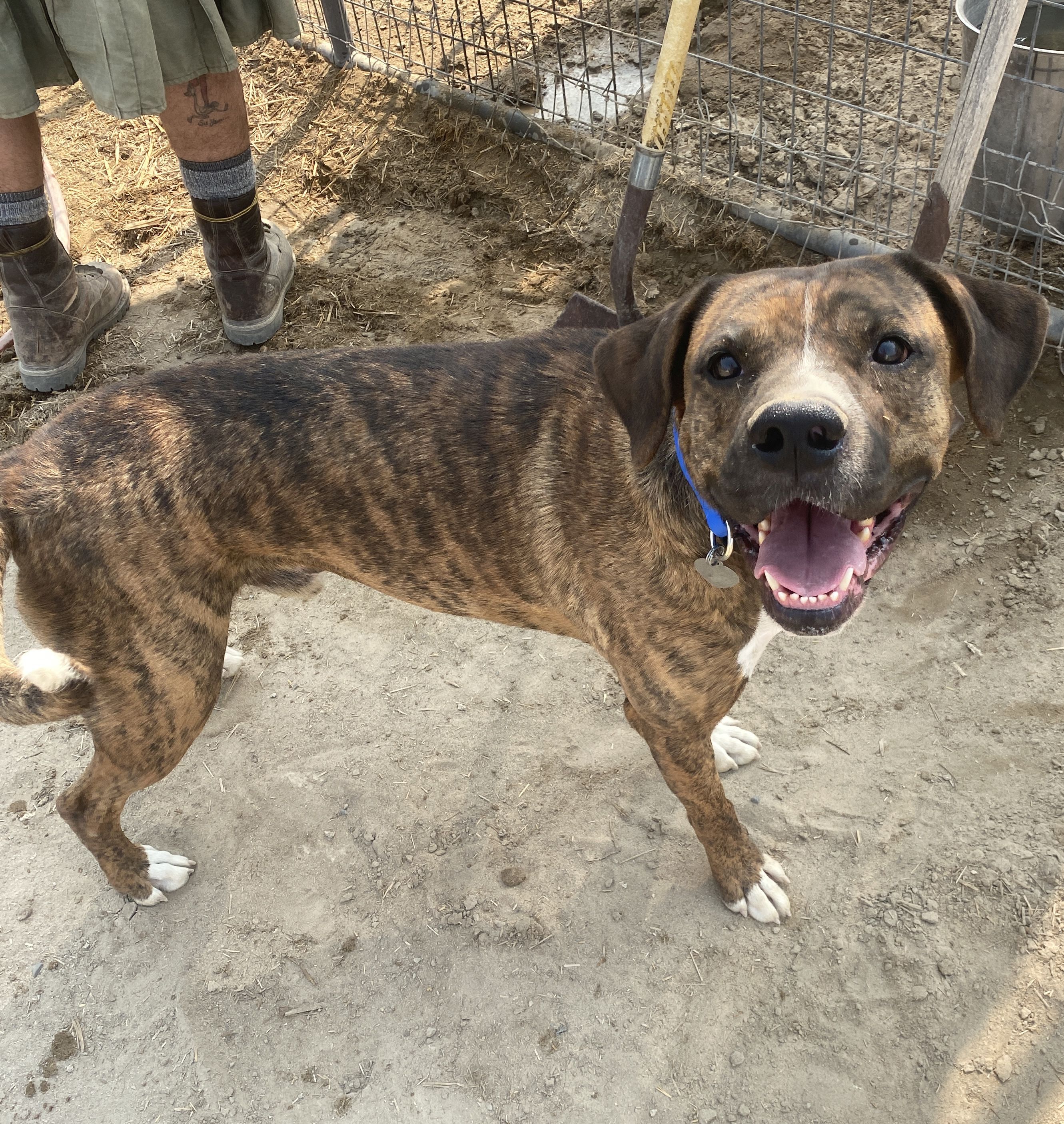 Max, an adoptable Boxer in Carson City, NV, 89702 | Photo Image 2