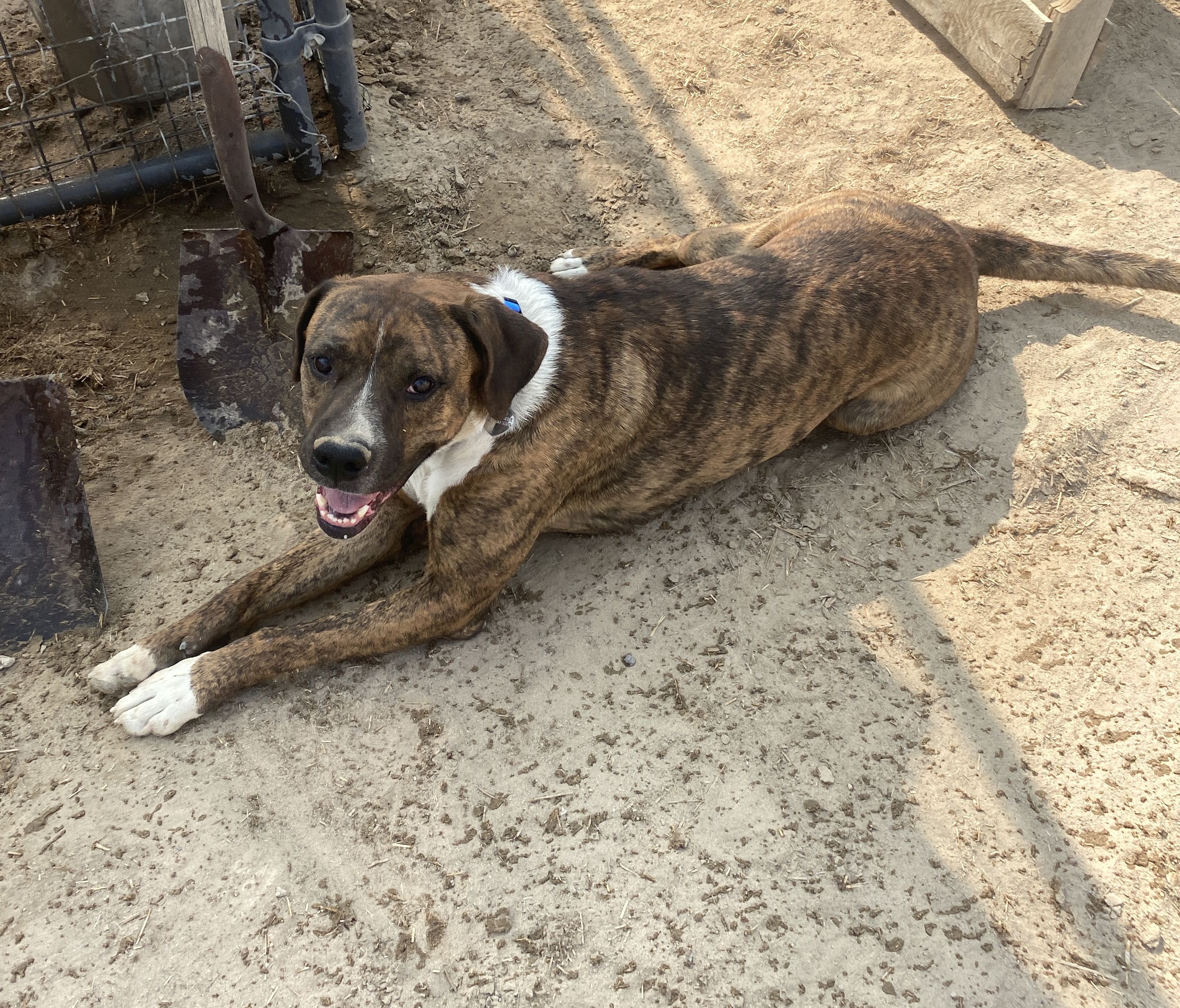 Max, an adoptable Boxer in Carson City, NV, 89702 | Photo Image 4