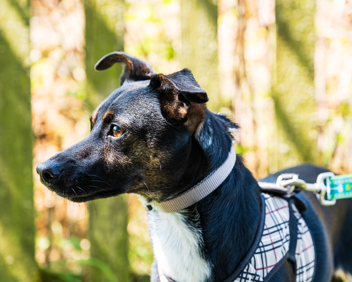 Jessy, an adoptable Terrier in Puyallup, WA, 98372 | Photo Image 2