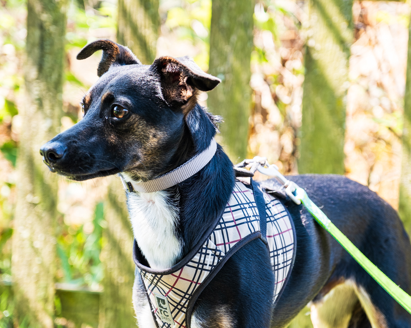 Jessy, an adoptable Terrier in Puyallup, WA, 98372 | Photo Image 1