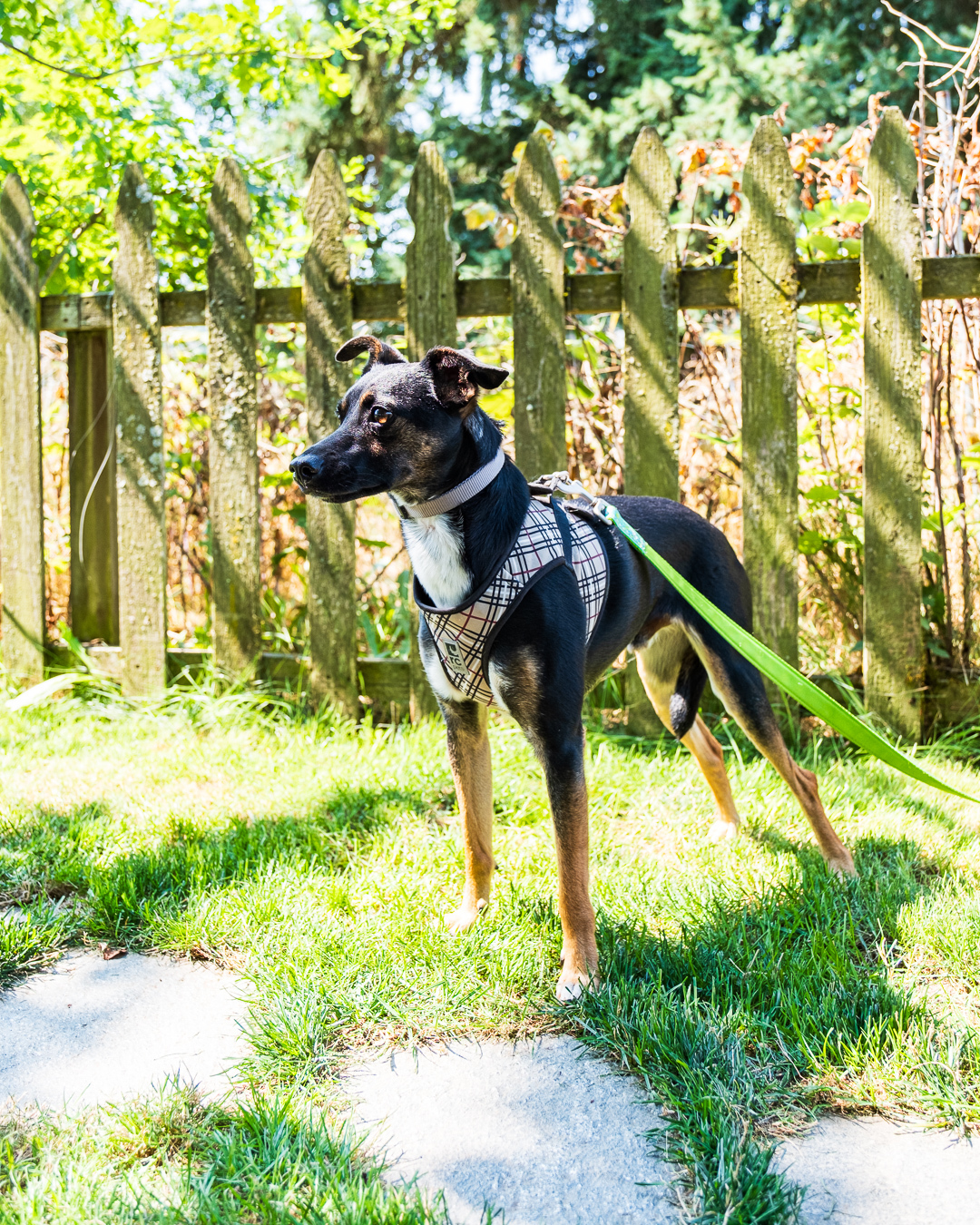 Jessy, an adoptable Terrier in Puyallup, WA, 98372 | Photo Image 4