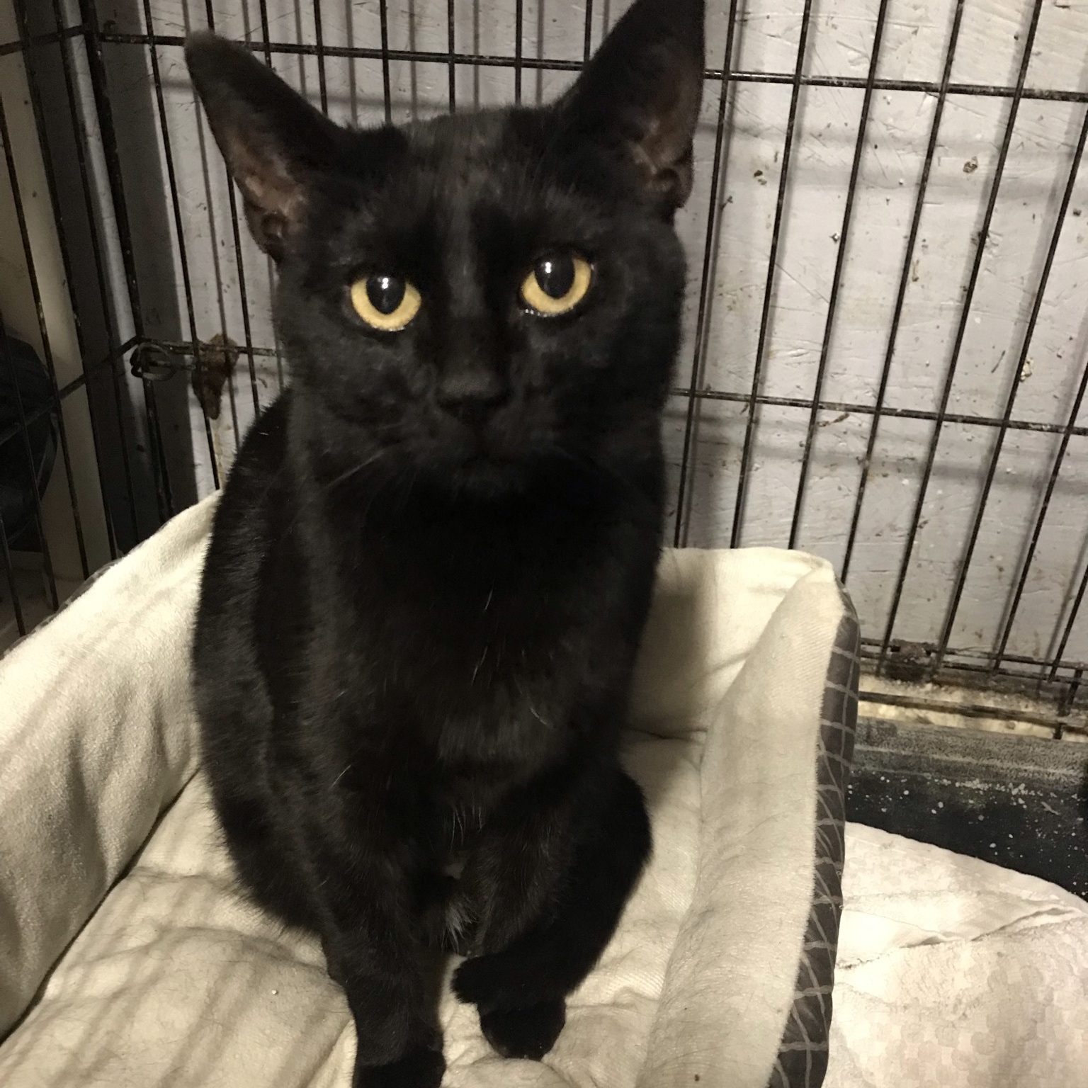 Momma - SPONSORED , an adoptable Domestic Short Hair in Hopkinsville, KY, 42240 | Photo Image 2