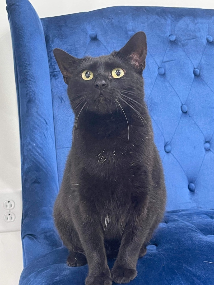 Momma - SPONSORED , an adoptable Domestic Short Hair in Hopkinsville, KY, 42240 | Photo Image 4