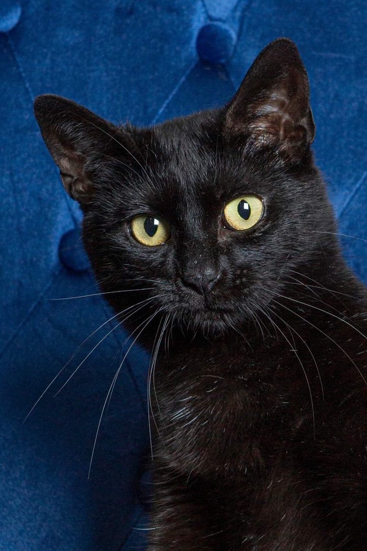 Momma - SPONSORED , an adoptable Domestic Short Hair in Hopkinsville, KY, 42240 | Photo Image 6
